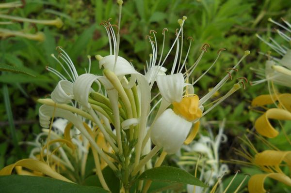 金银花